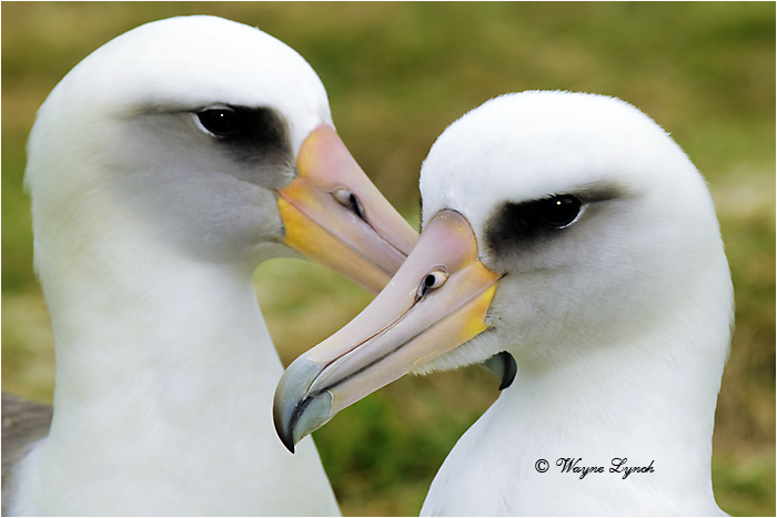 Laysan Albatross 108 by Dr. Wayne Lynch ©