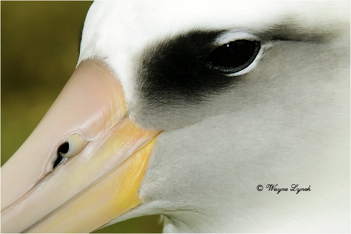 Laysan Albatross 109 by Dr. Wayne Lynch ©