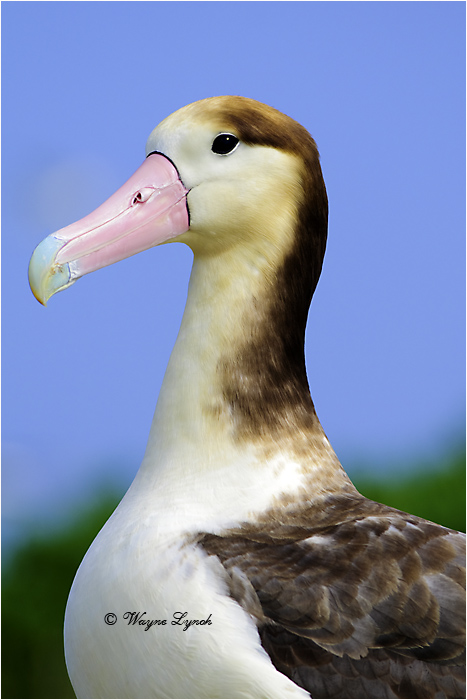 Short-tailed Albatross 101 by Dr. Wayne Lynch ©