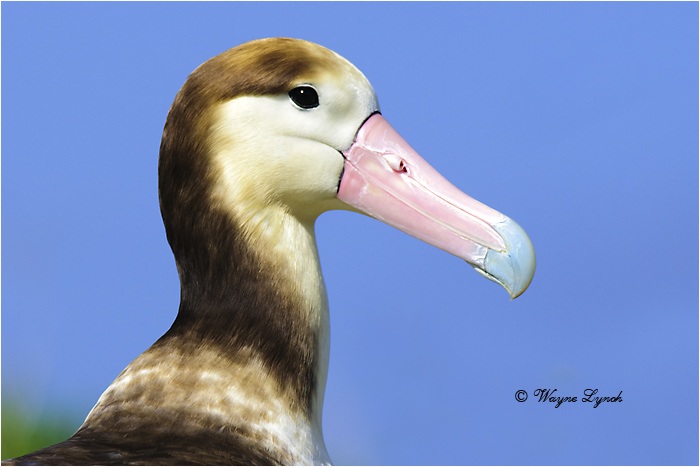 Short-tailed Albatross 102 by Dr. Wayne Lynch ©