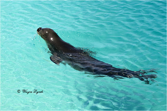 Hawaiian Monk Seal 102 by Dr. Wayne Lynch ©