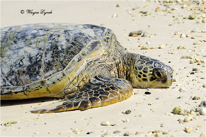 Green Sea Turtle 102 by Dr. Wayne Lynch ©