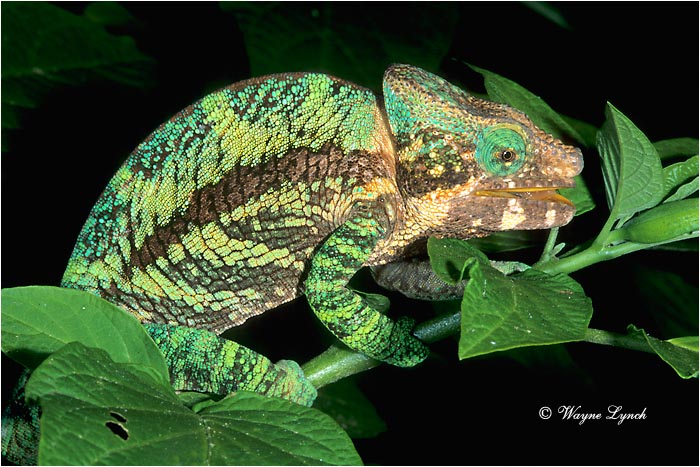 Panther Chameleon 102 by Dr. Wayne Lynch &copy;