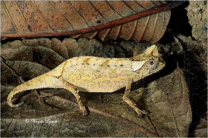 Eye-browed Chameleon 101 by Dr. Wayne Lynch &copy;