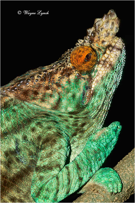 Parson's Chameleon 102 by Dr. Wayne Lynch &copy;