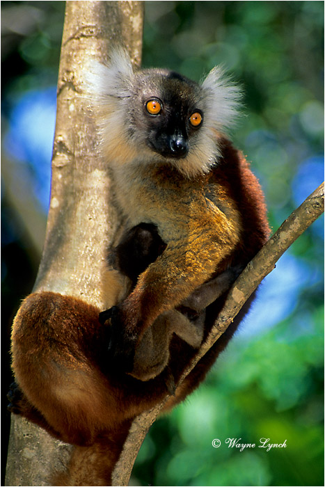 Female Black Lemur & Young 103 by Dr. Wayne Lynch &copy;