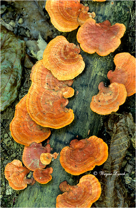 Bracket Fungus 101 by Dr. Wayne Lynch &copy;