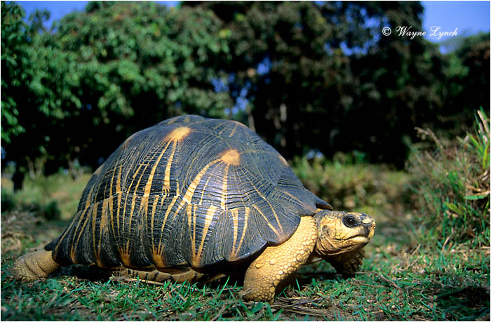Radiated Tortoise 101 by Dr. Wayne Lynch &copy;