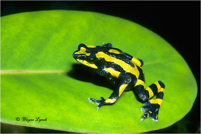Harlequin Frog Costa Rica 101 by Dr. Wayne Lynch ©