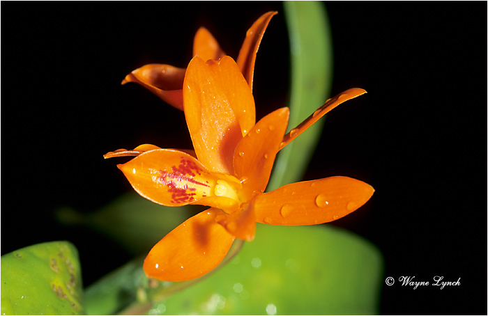 Orchid 102 by Dr. Wayne Lynch &copy;