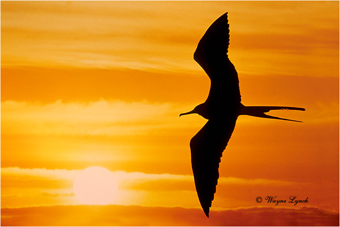 Magnificent Frigatebird 101 by Dr. Wayne Lynch &copy;
