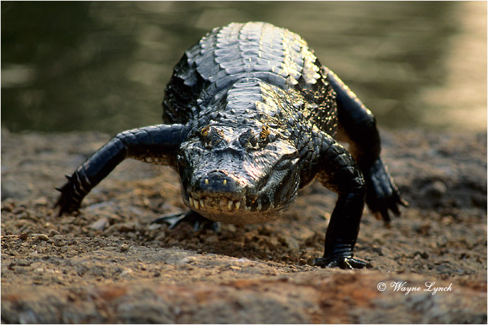  by Dr. Wayne Lynch &copy;