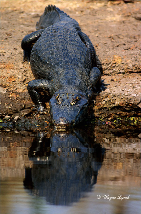 Spectacled Caiman Brazil 103 by Dr. Wayne Lynch &copy;