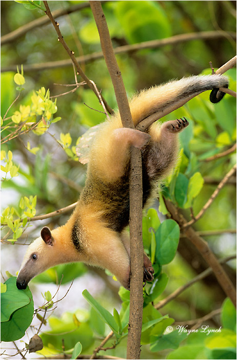 Collared Anteater Brazil 101 by Dr. Wayne Lynch ©