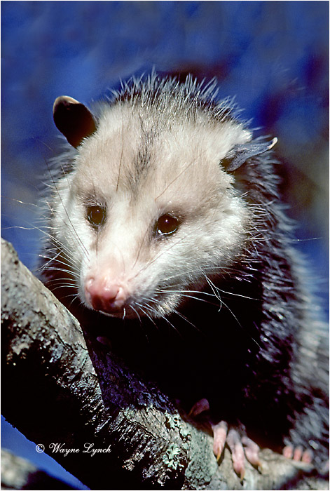 Virginia Opossum 101 by Dr. Wayne Lynch &copy;