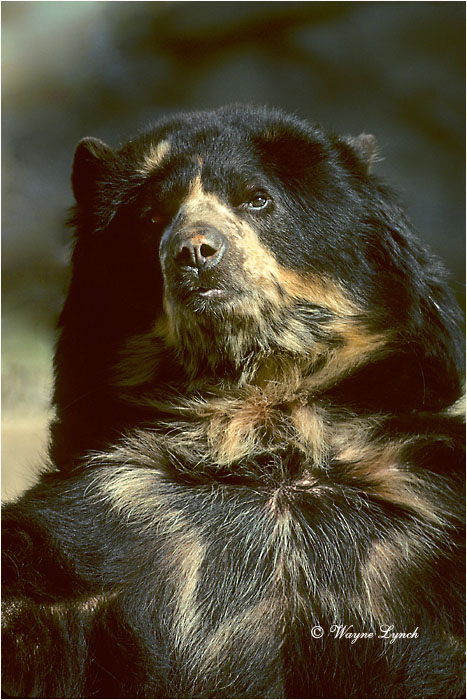 Spectacled Bear 101 by Dr. Wayne Lynch &copy;