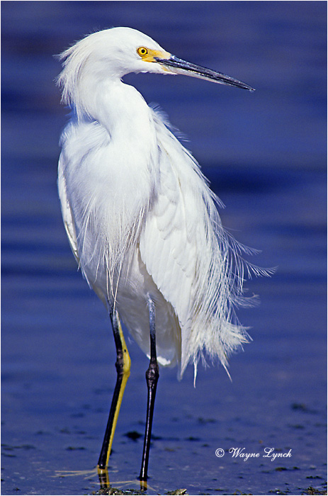 Snowy Egret 102 by Dr. Wayne Lynch &copy;