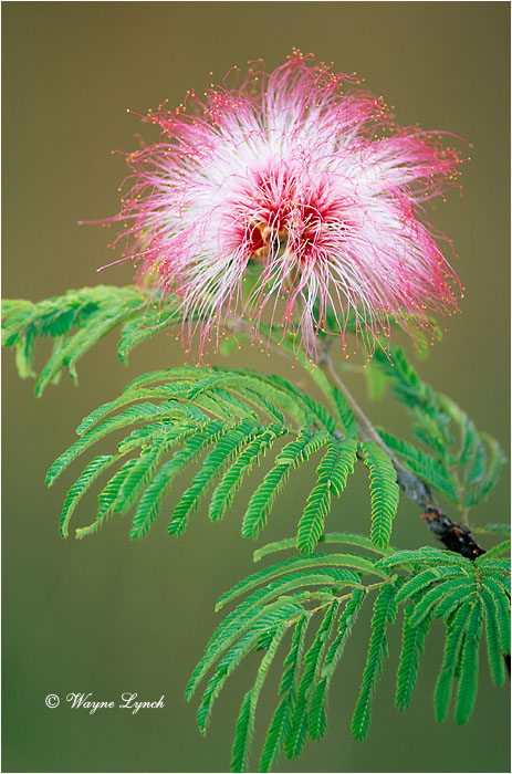 Acacia 101 by Dr. Wayne Lynch &copy;