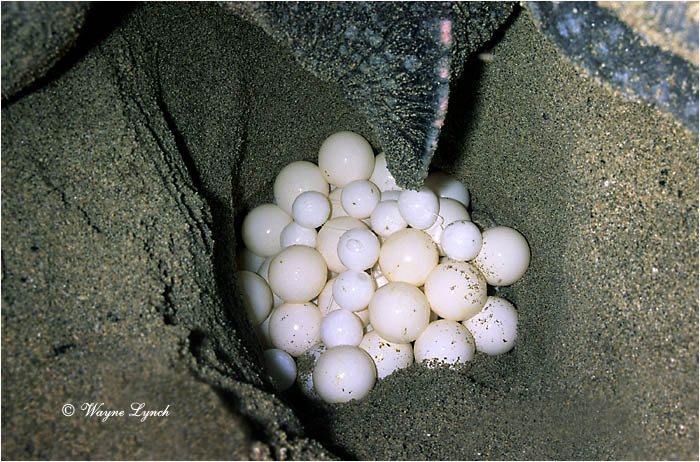 Leatherback Sea Turtle 119 by Dr. Wayne Lynch &copy;