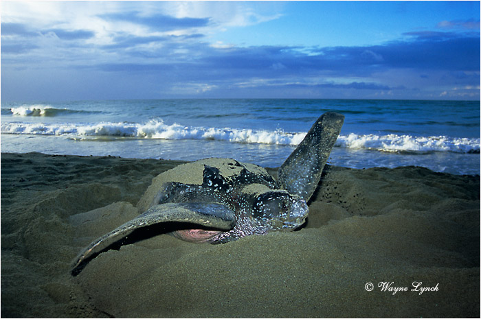 Leatherback Sea Turtle 109 by Dr. Wayne Lynch &copy;