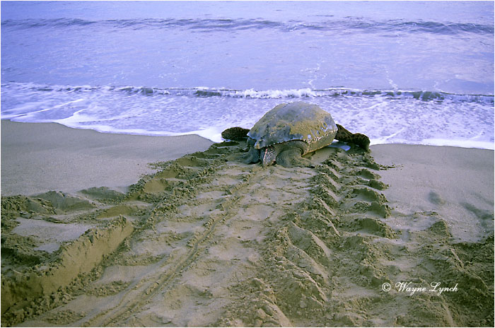 Leatherback Sea Turtle 116 by Dr. Wayne Lynch &copy;