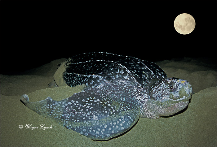 Leatherback Sea Turtle 104a by Dr. Wayne Lynch &copy;
