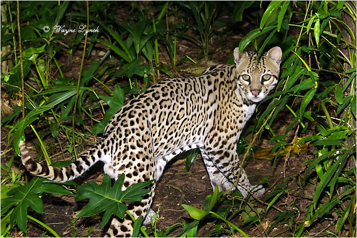 Ocelot 107 by Dr. Wayne Lynch &copy;