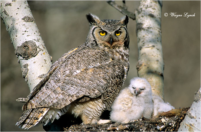 Great Horned Owl by Wayne Lynch &copy; 