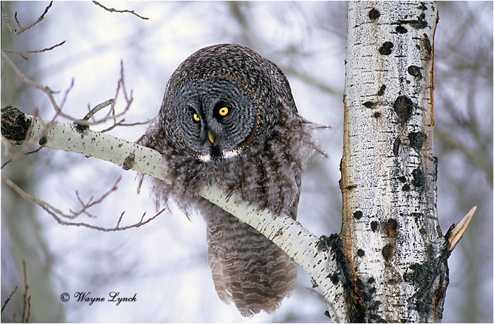 Great Gray Owl 109 by Wayne Lynch ©