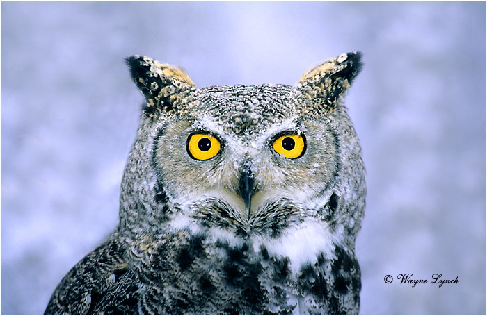 Great Horned Owl 106 by Wayne Lynch ©