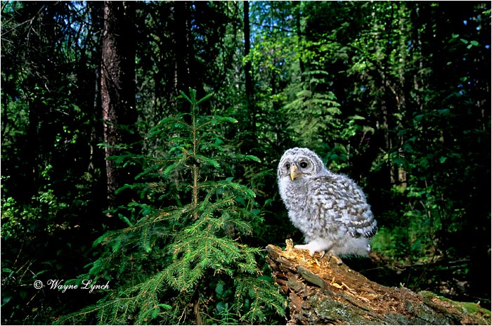 Barred Owl 102 by Wayne Lynch ©