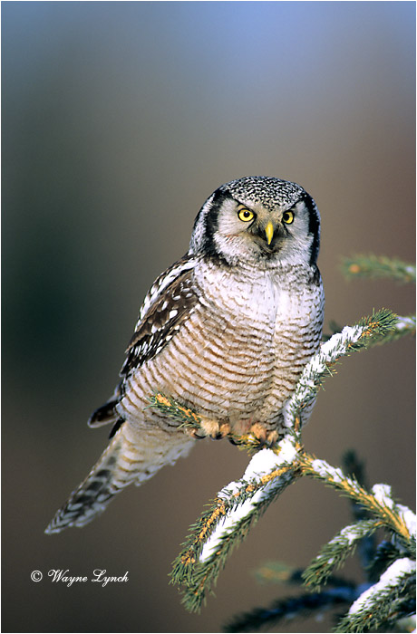 Northern Hawk Owl 101 by Wayne Lynch &copy;