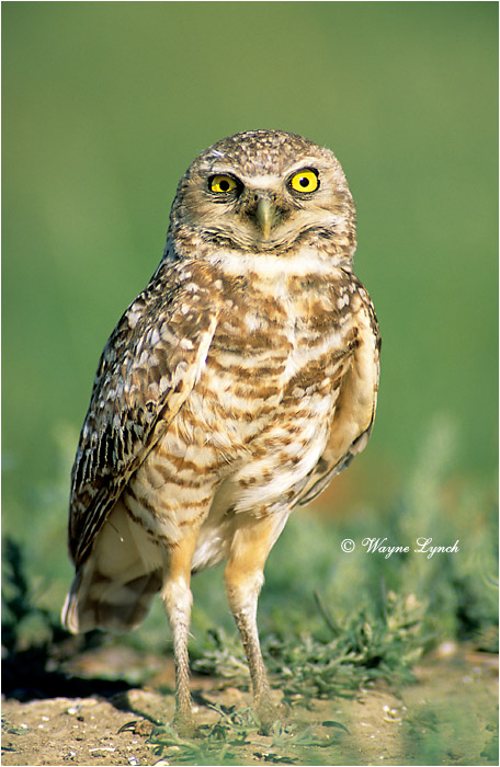 Burrowing Owl by Wayne Lynch ©