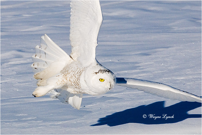 Snowy Owl 128 by Dr. Wayne Lynch ©