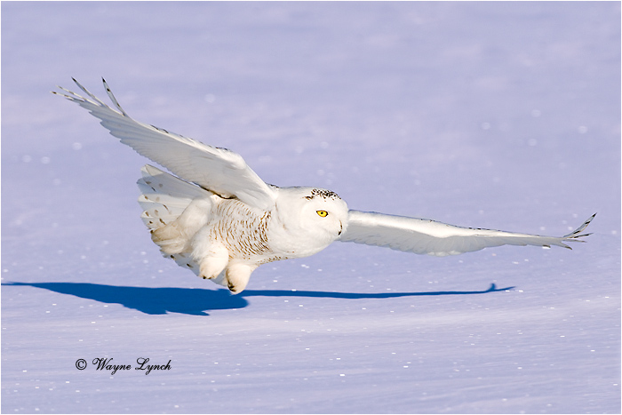 Snowy Owl 131 by Dr. Wayne Lynch ©