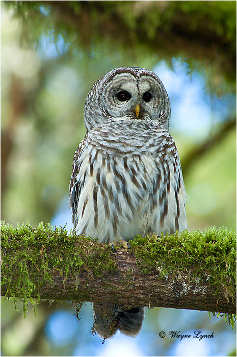 Barred Owl 108 by Wayne Lynch &copy;