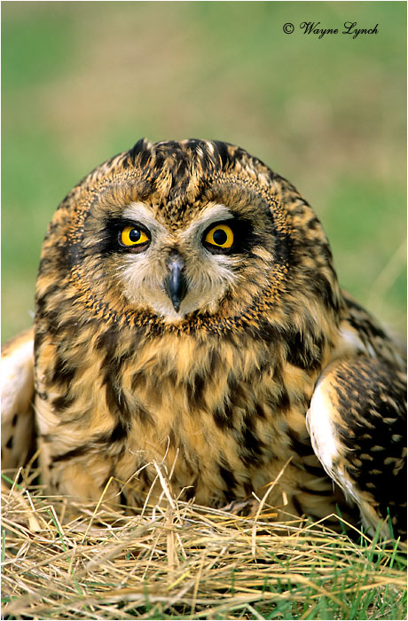 Short Eared Owl 108 by Wayne Lynch ©