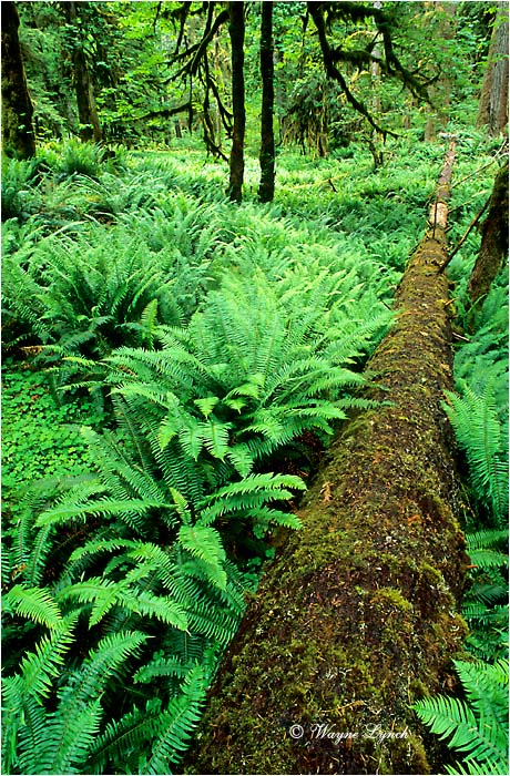 Quinault Valley Olympic National Park WA  by Dr. Wayne Lynch &copy;