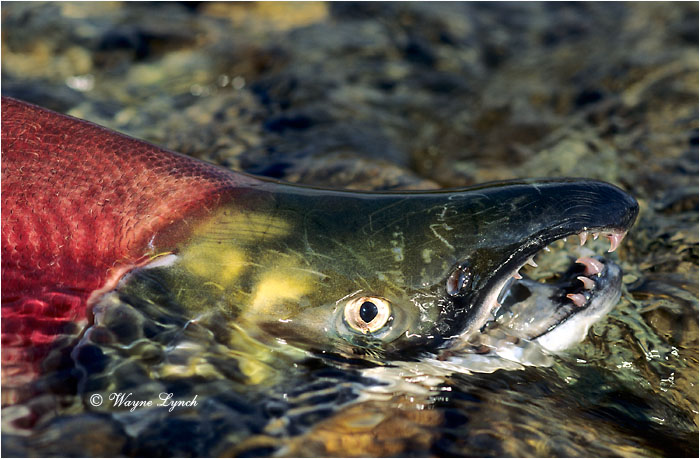 Sockeye Salmon  by Dr. Wayne Lynch &copy;