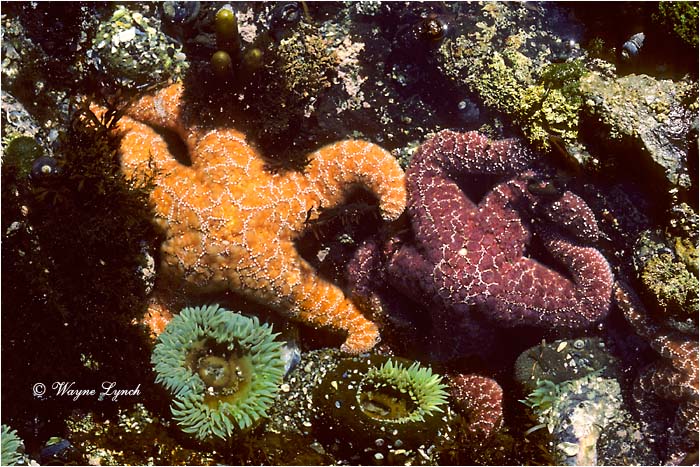 Sea Star  by Dr. Wayne Lynch &copy;