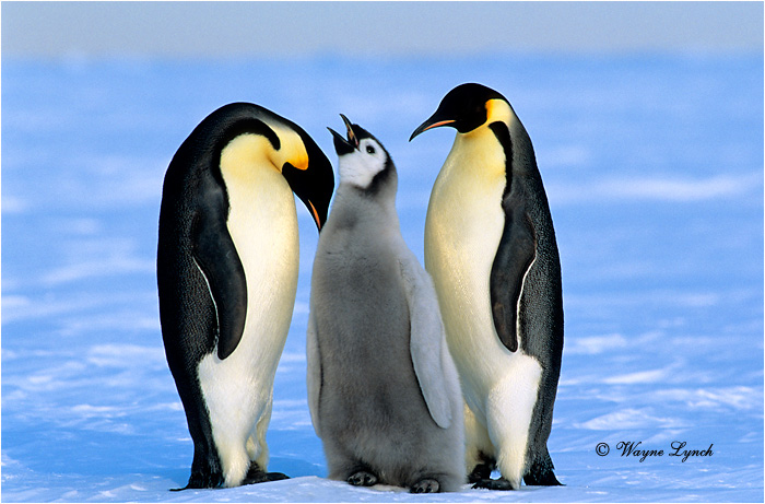 Emperor Penguin 109 by Dr. Wayne Lynch &copy;