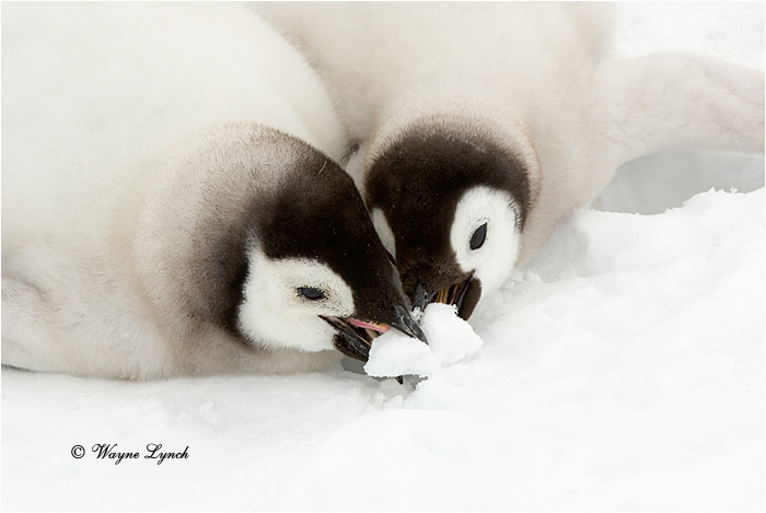 Emperor Penguin Chicks 124 by Dr. Wayne Lynch ©