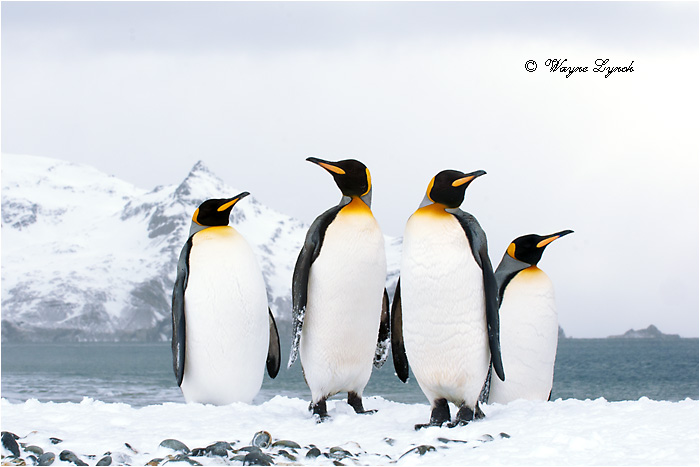 King Penguins 125  by Dr. Wayne Lynch &copy;