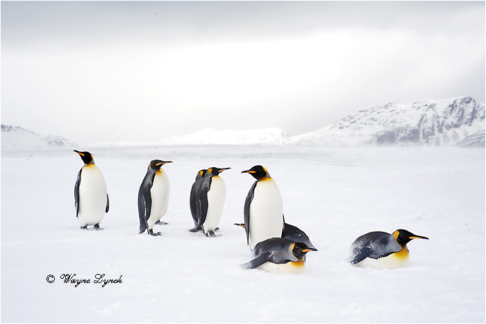 King Penguins 123  by Dr. Wayne Lynch ©