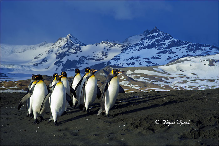 King Penguins 132 by Dr. Wayne Lynch ©