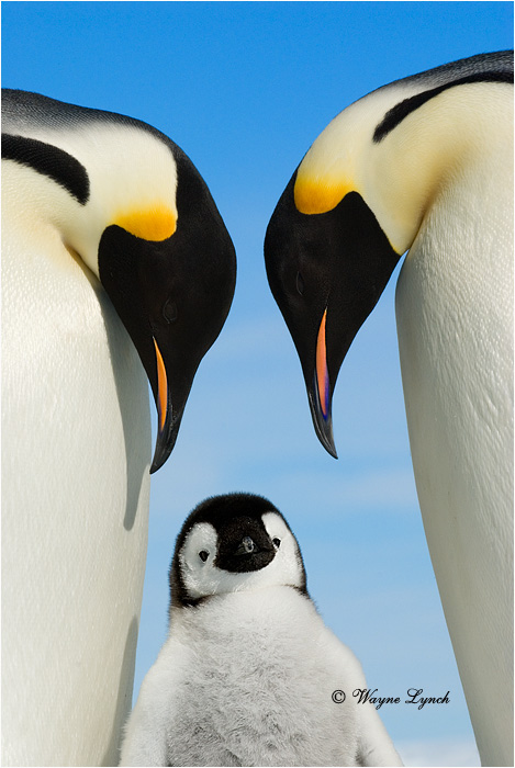 Emperor Penguin 127 by Dr. Wayne Lynch ©