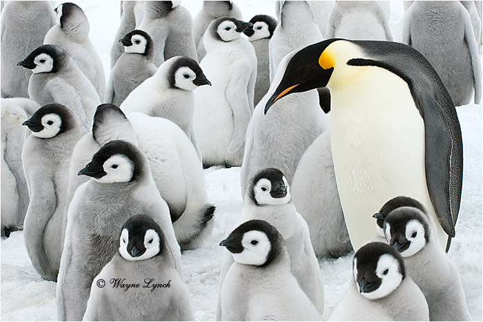 Emperor Penguin Chicks 129 by Dr. Wayne Lynch &copy;