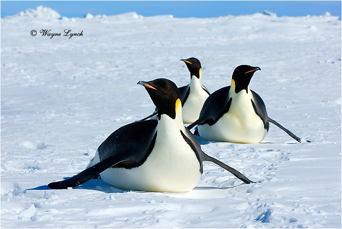 Emperor Penguin 134 by Dr. Wayne Lynch &copy;
