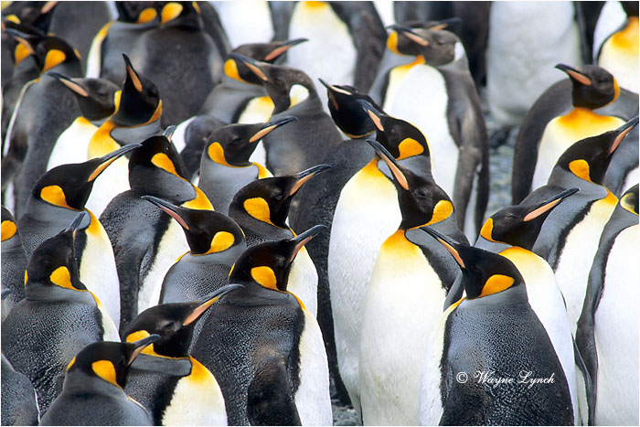 King Penguin 107 by Dr. Wayne Lynch &copy;