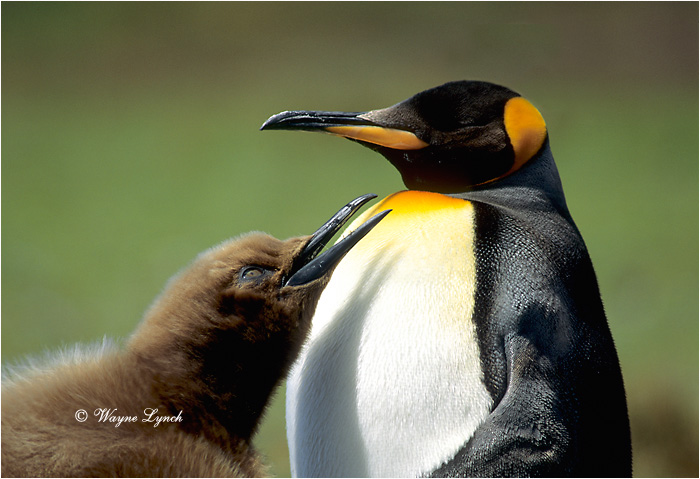King Penguin 108 by Dr. Wayne Lynch &copy;